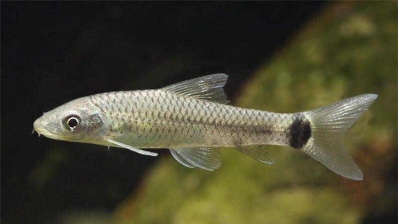 Netzpinselalgenfresser